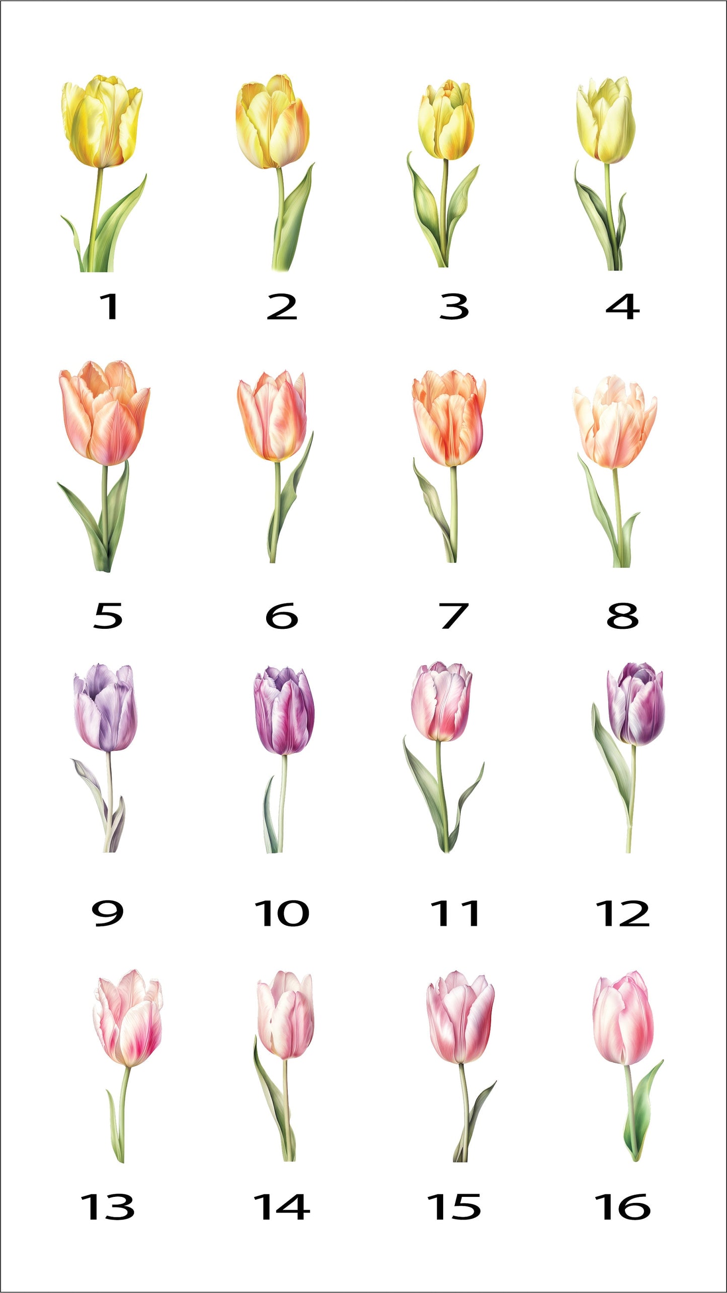 Personalized Water Color Tulip Flowers